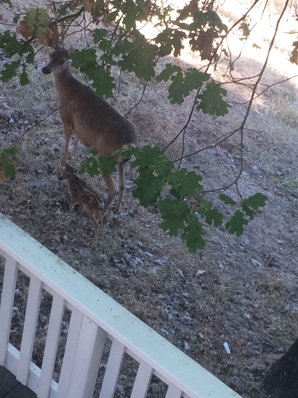 What a beautiful site to wake up to. Mom and baby out for a walk.