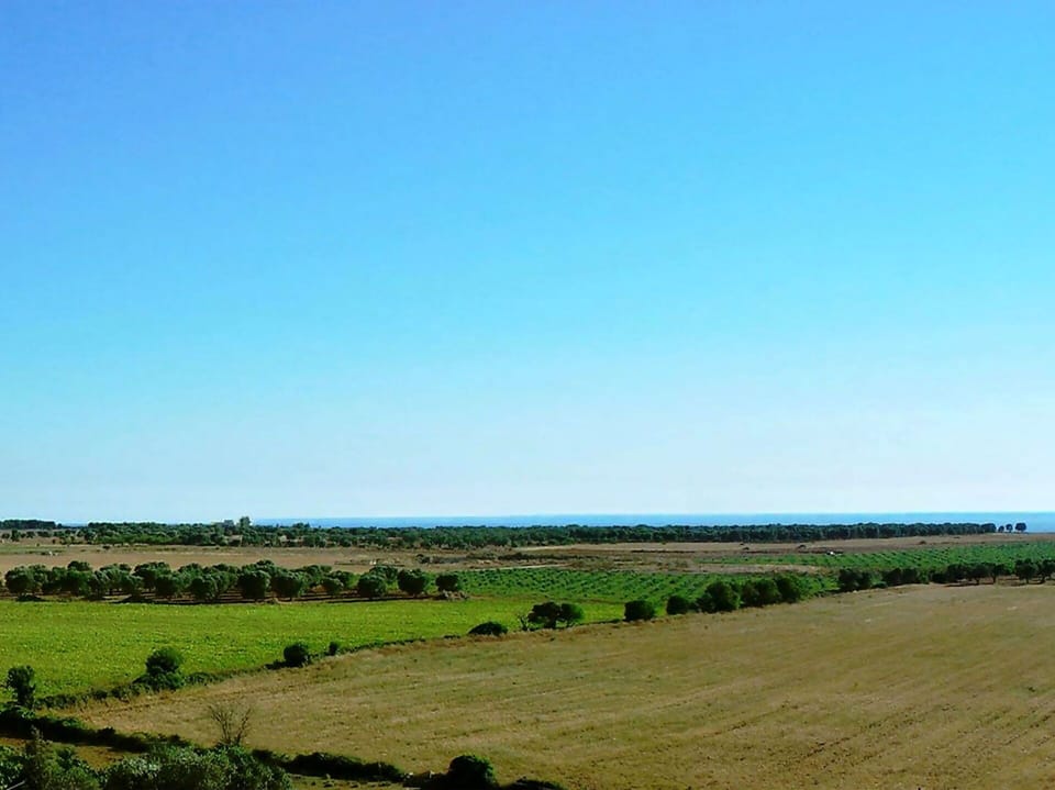 Grassland, Sky, Plain, Natural Landscape, Natural Environment, Field, Horizon, Pasture, Green, Prairie