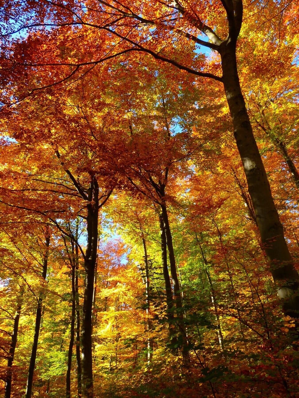 Automne forêt Vosgienne activité randonnée VTT La Bresse Vosges