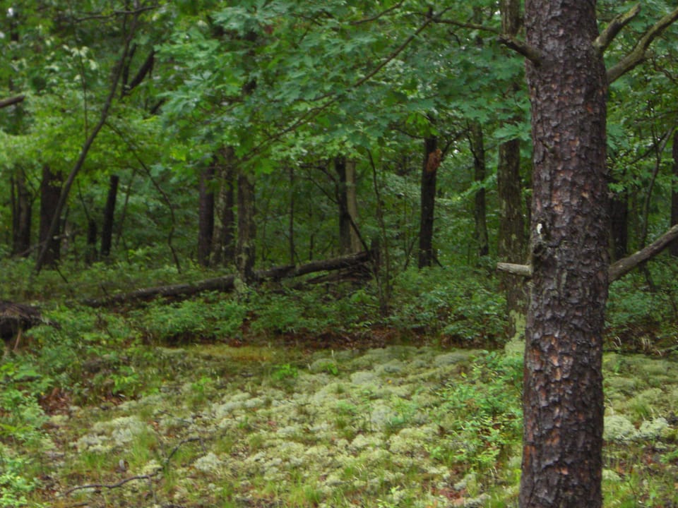 Hollow and stream below cabin