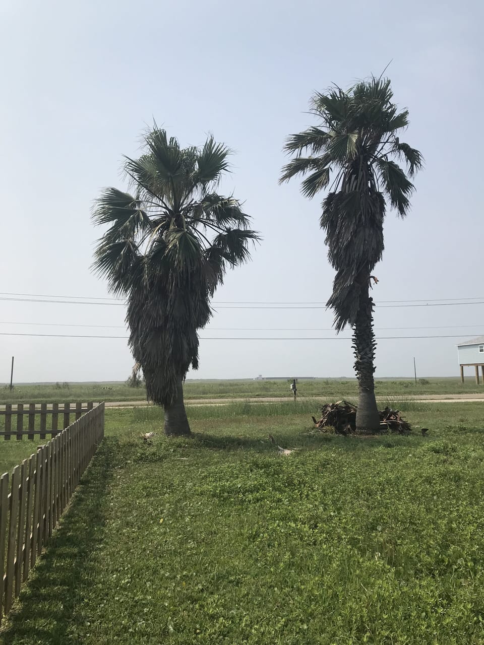 back yard view 