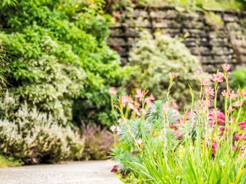 Flower, Plant, Plant Community, Natural Landscape, Vegetation, Terrestrial Plant, Grass, Shrub, Groundcover, Landscape