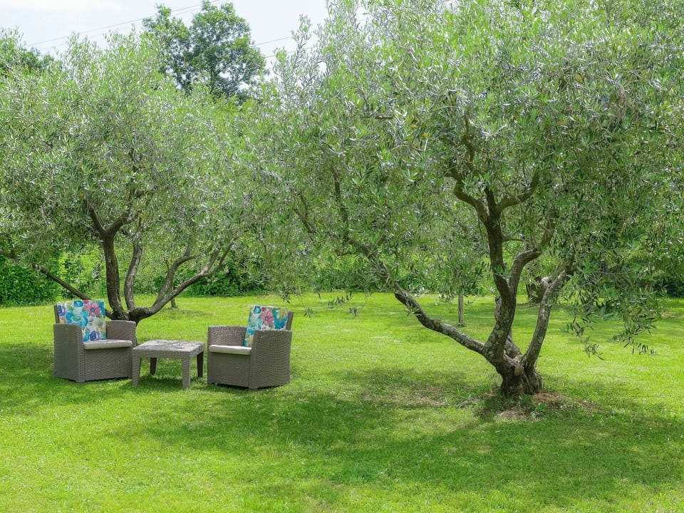 Plant, Plant Community, Natural Landscape, Tree, Land Lot, Woody Plant, Shade, Grassland, Shrub, Groundcover