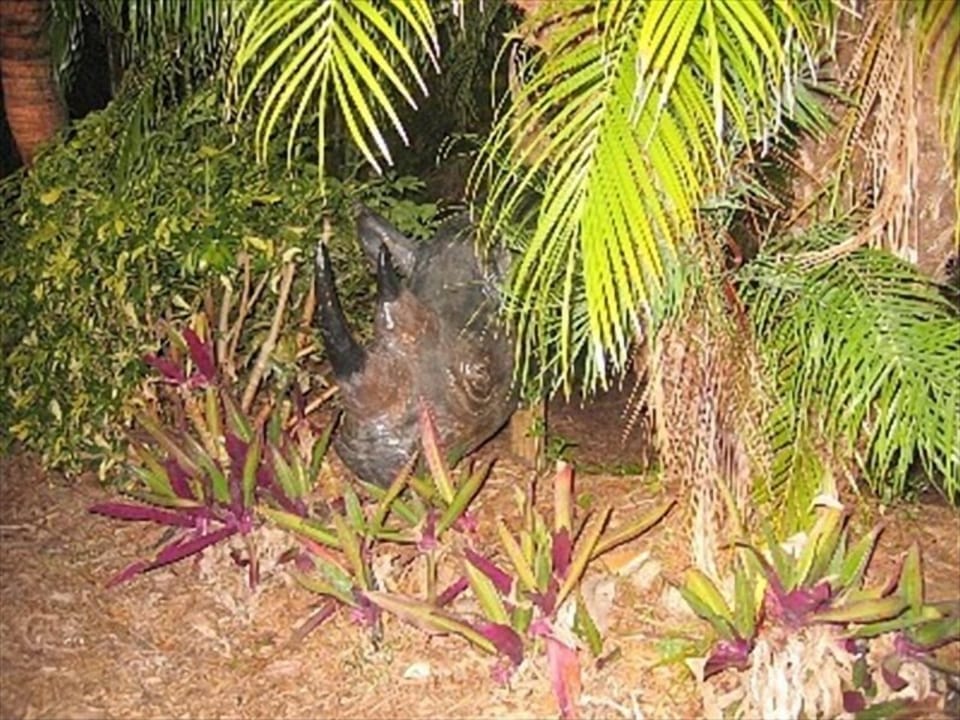 Ralphie, our resident rhino...Shhhh, he thinks he's real