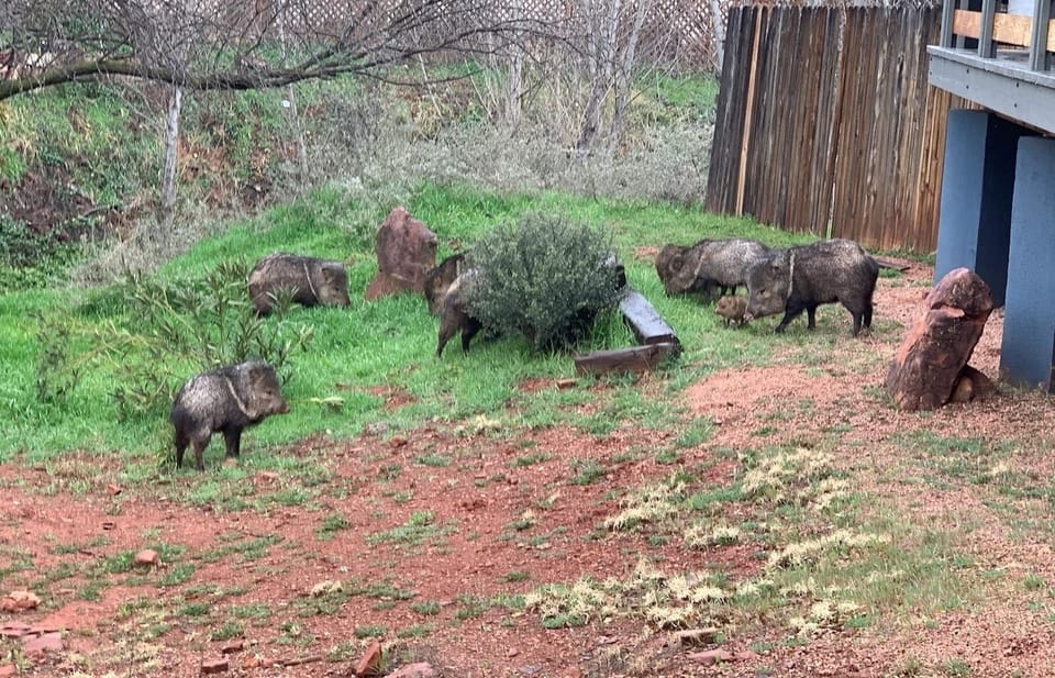 Javelina herd in front yard.