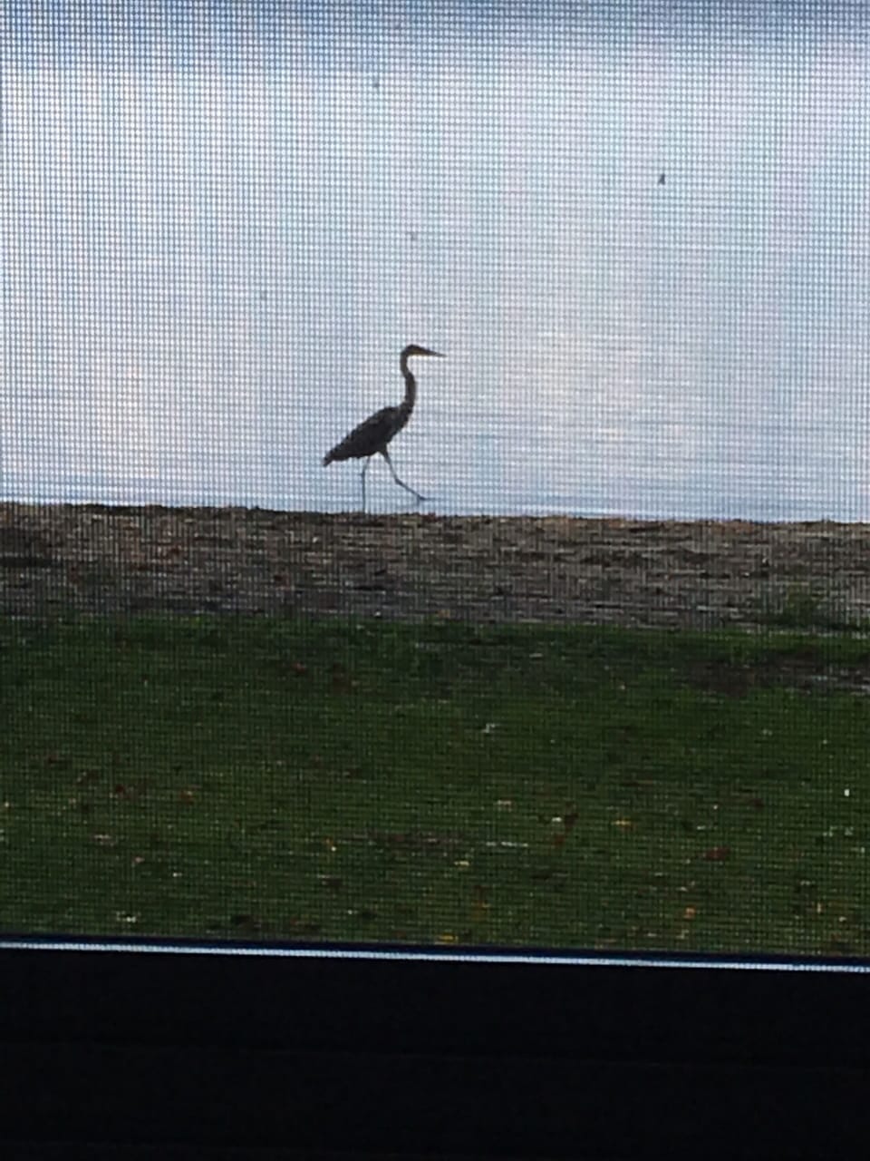 A Heron who comes every year for a visit