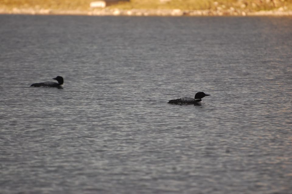 The Loons are a wonderful treat to see and listen to in the evening. 