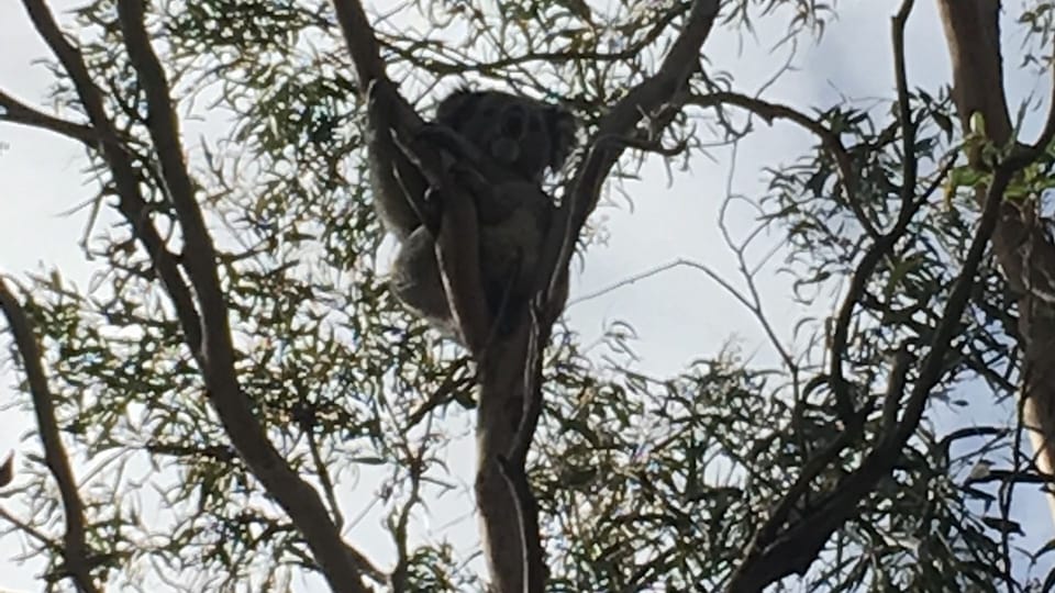 Local koala in our front yard