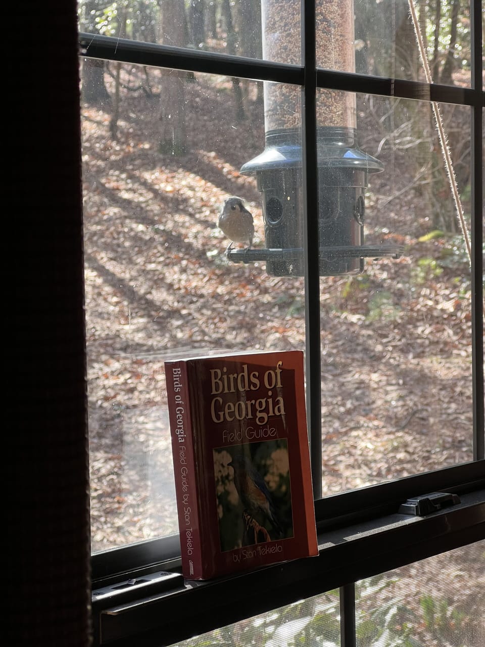 Bird watching from the couch or dining room.