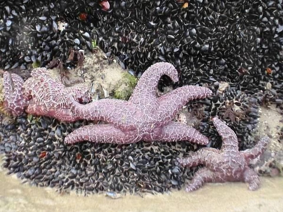 Tide pools....