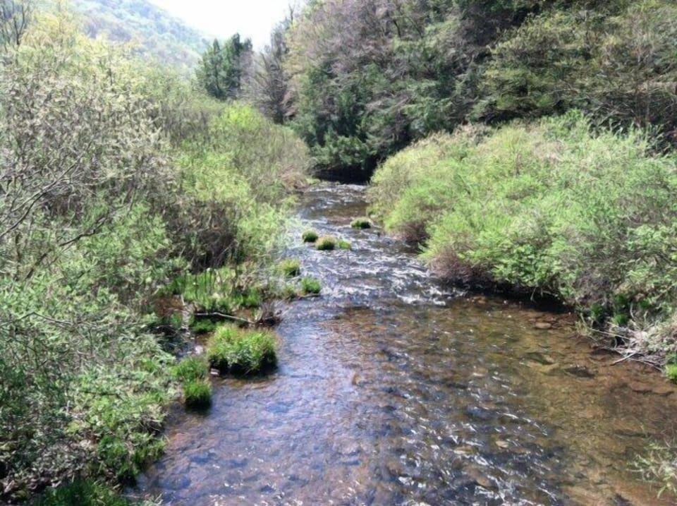 Native Brook Trout Stream 