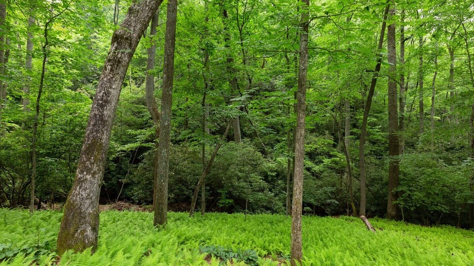 Beautiful woods on 5 acres and babbling brook add to your mountain getaway.