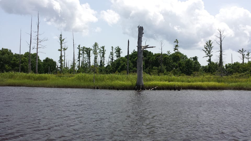 Take a Nature Boat Tour of the Cape Fear River!