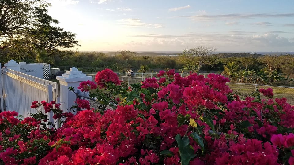 View from the gate with bougainvillea blooming.
