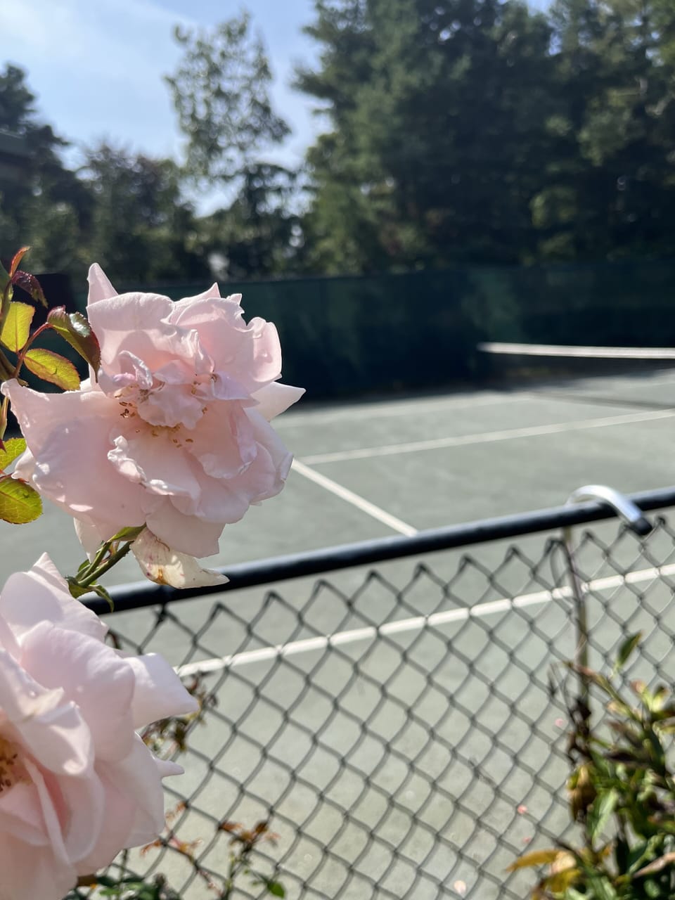 Sport court
