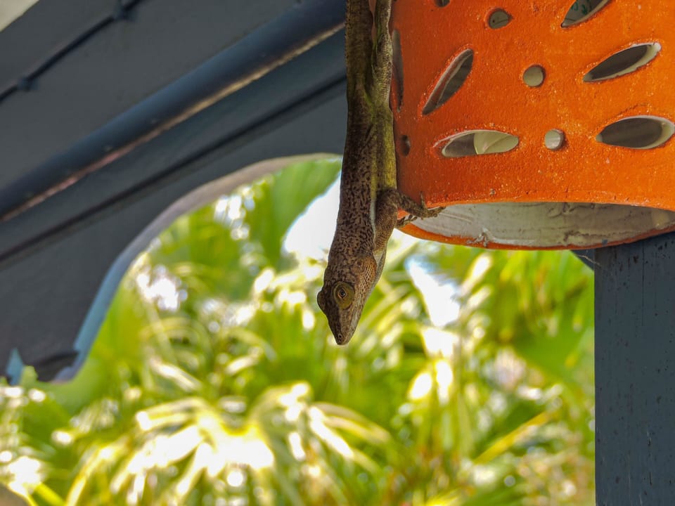 Friendly Lizard!