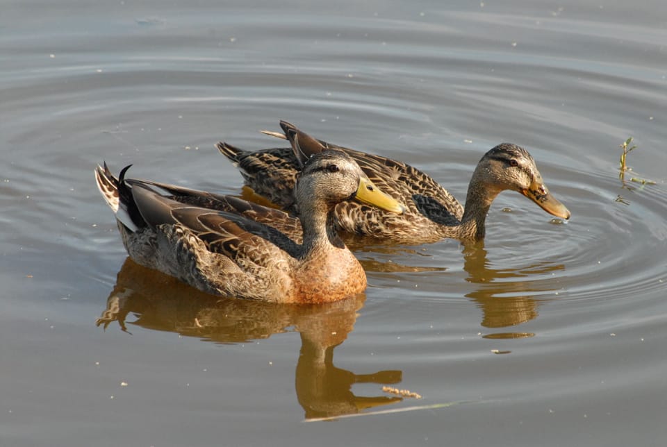 Lots of ducks, different species!