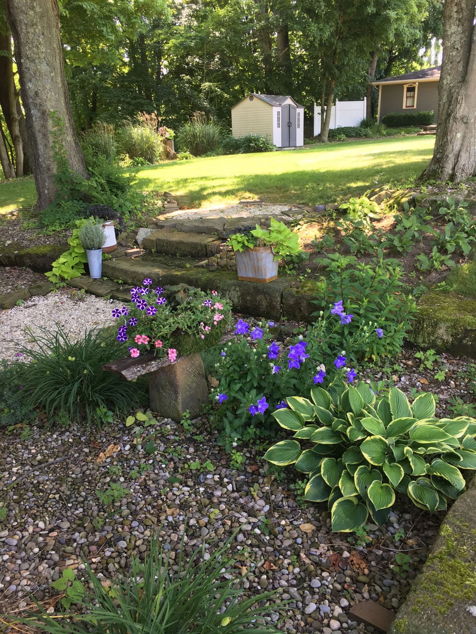 Lush and shady summer garden