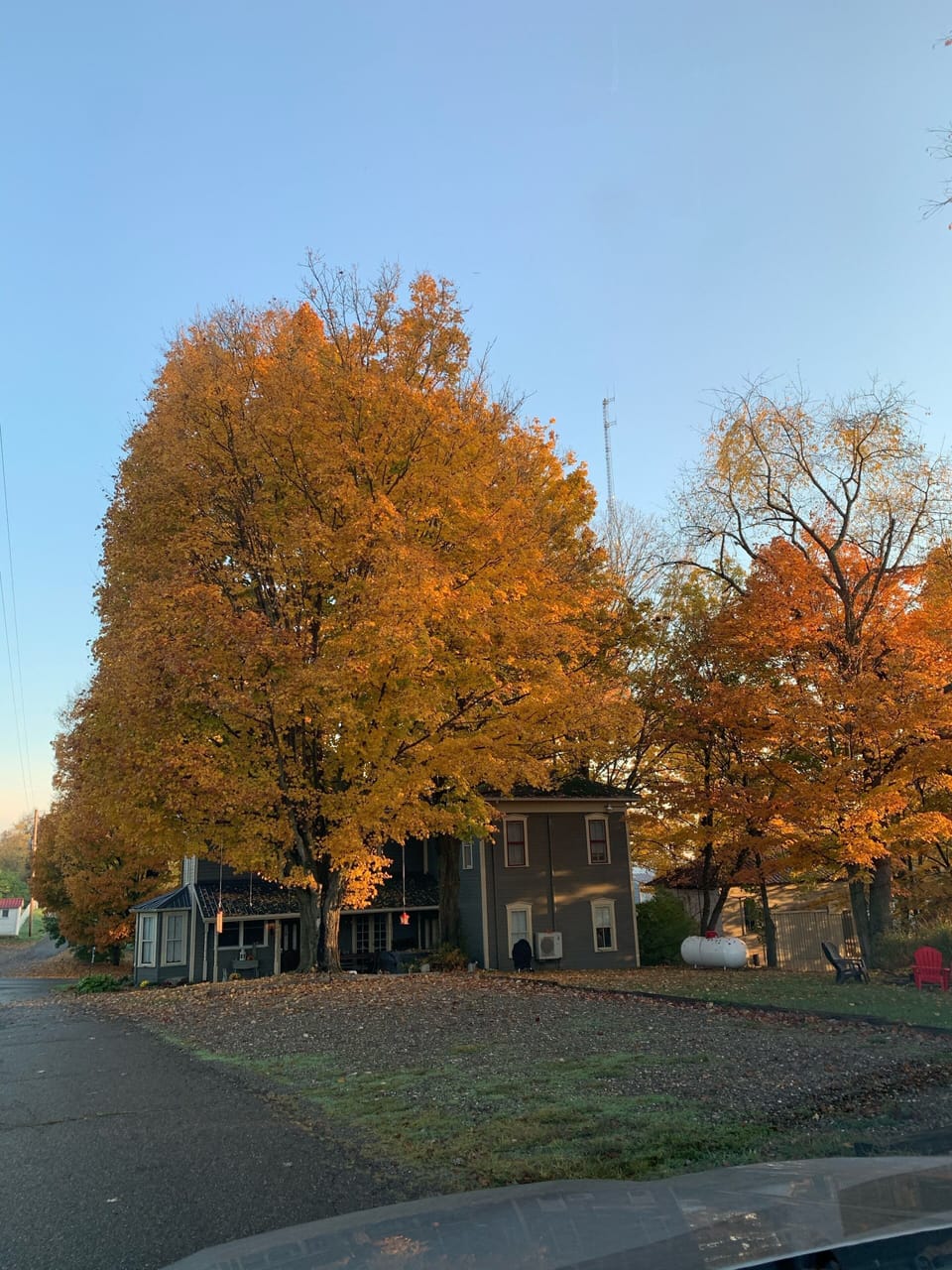 Glorious maple trees in the fall
