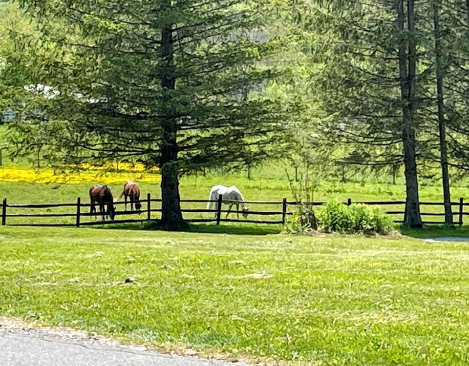 View across the street 