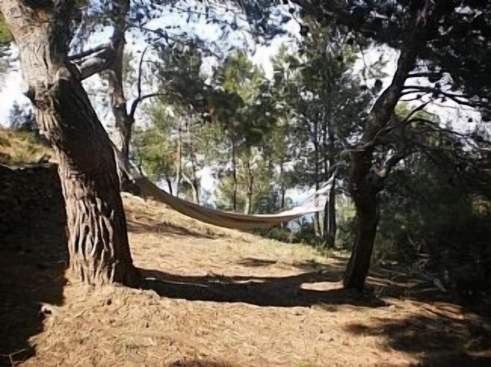 The Hammock