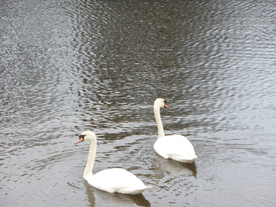 Swans on the lake