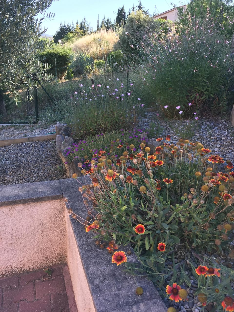 Flowers in the rear terrace.