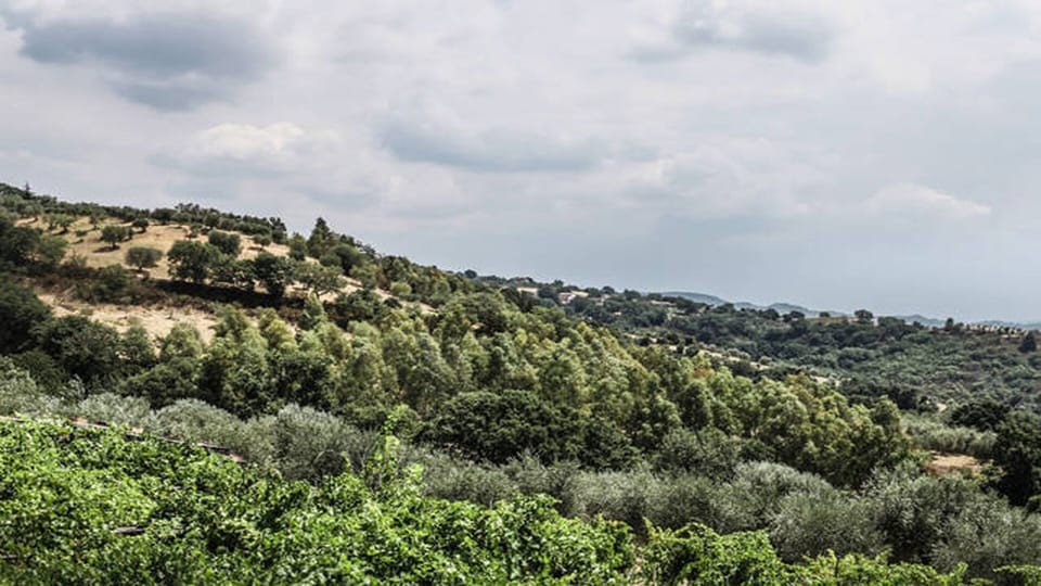Farmhouse Typical Kitchen Direct Sales Bio Products Farm Stay in Calabria