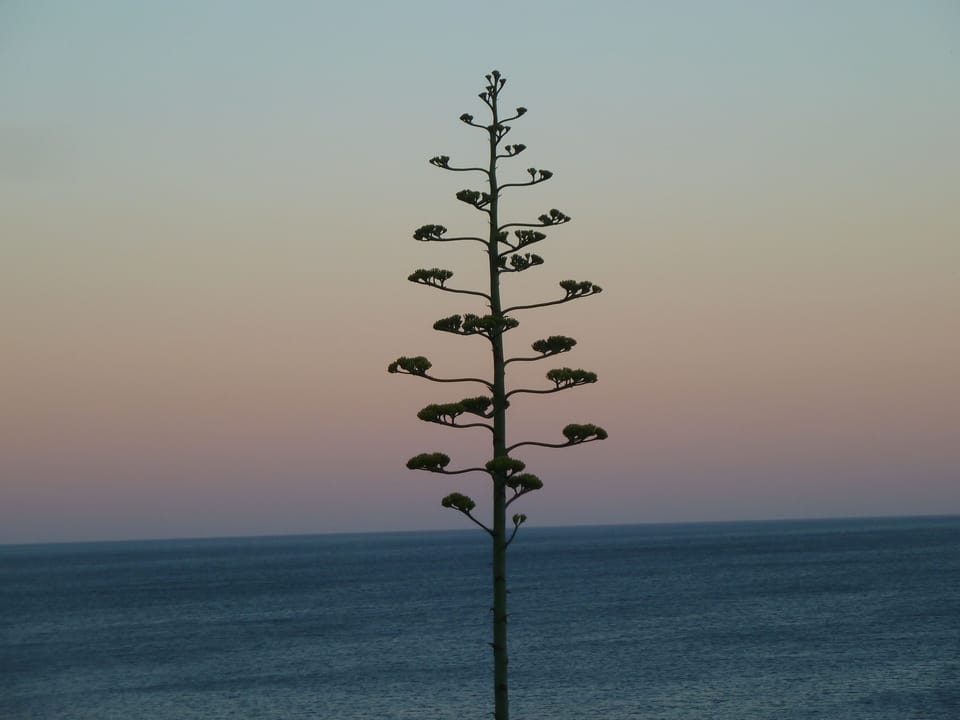 These 'flowers' pop up in different places front of the villa every year 