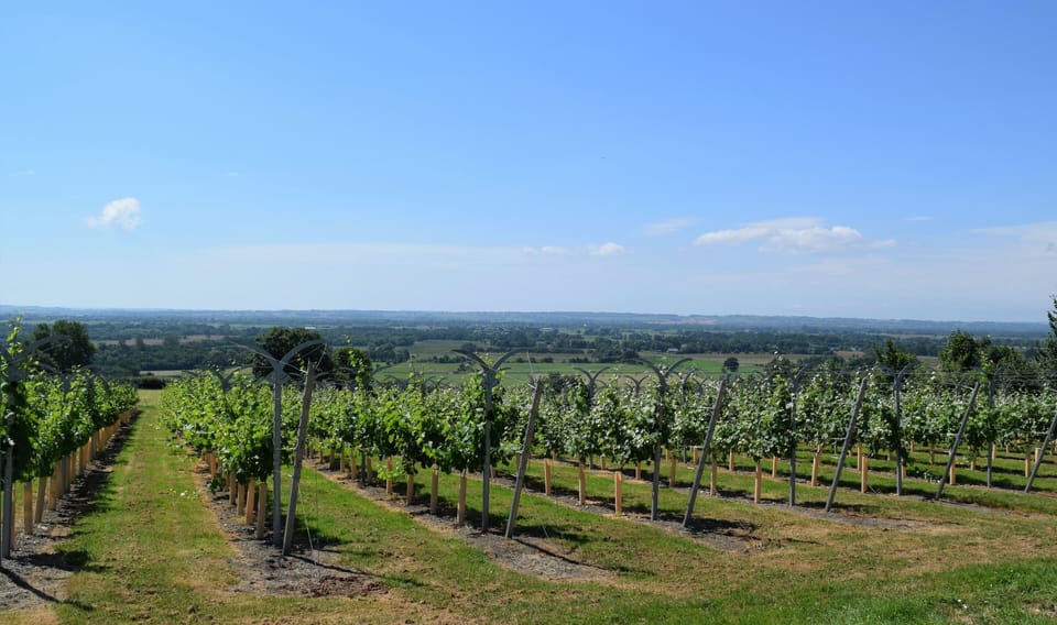 The Mowbarton Estate vineyard is just up the lane