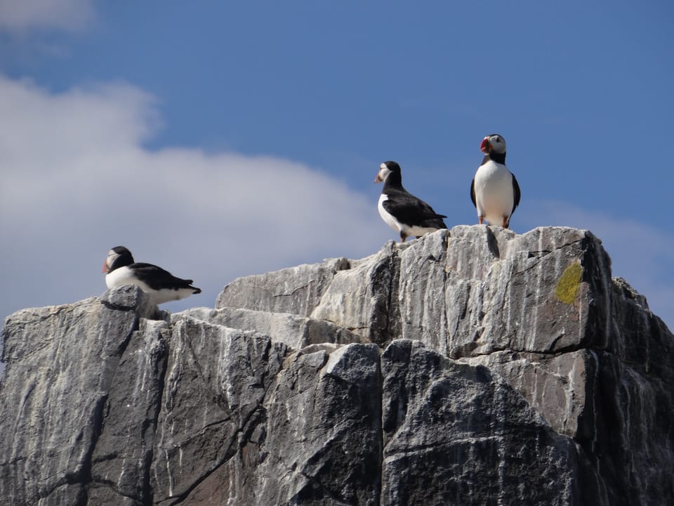 Puffin spotting