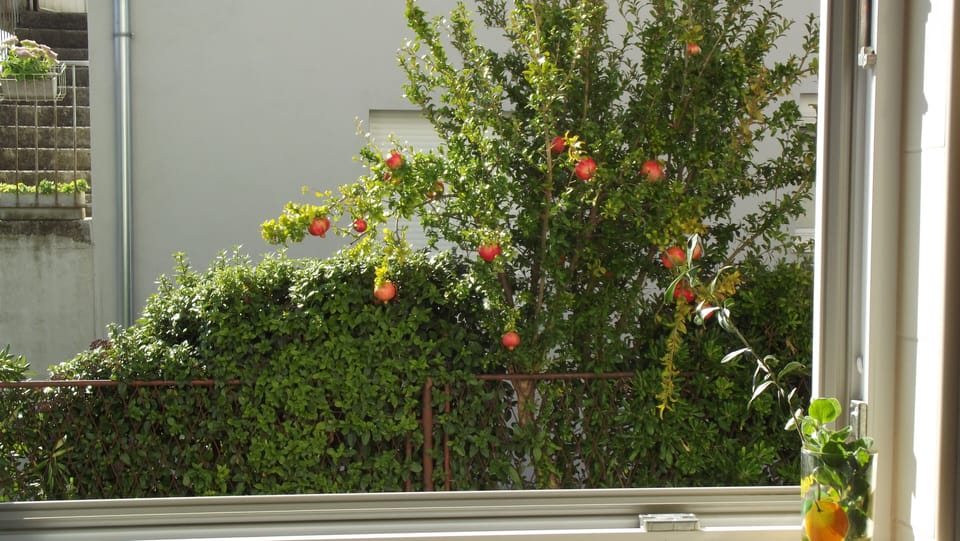 Pomegranate from the kitchen window