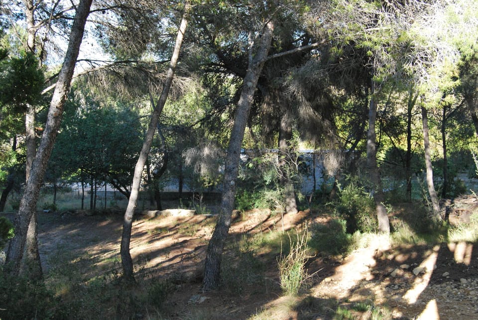 BOSQUE