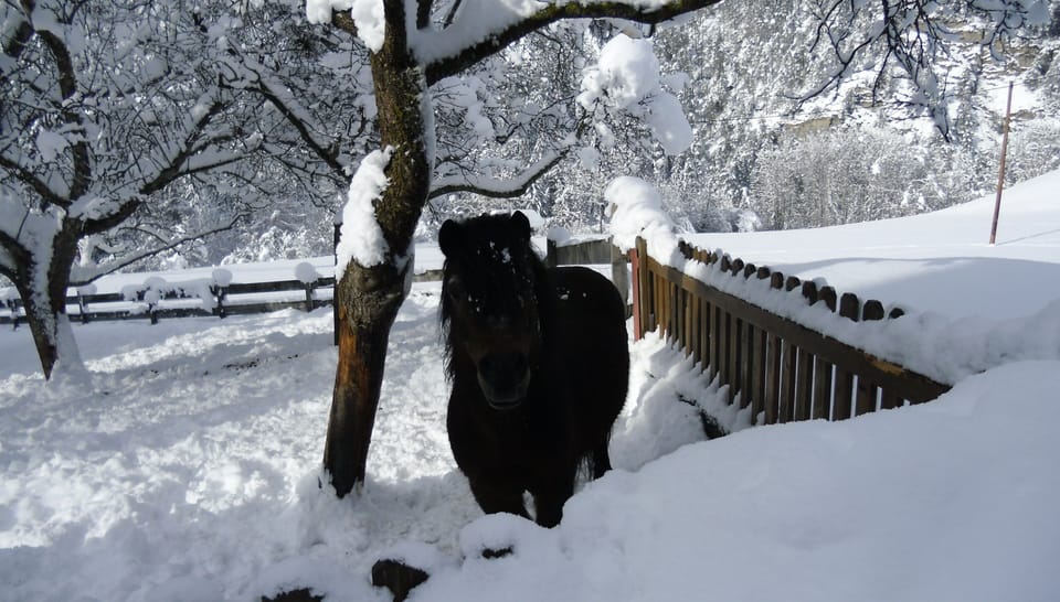 Willi in winter
