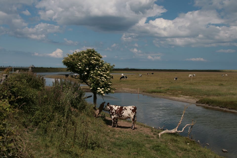 Normandy countryside