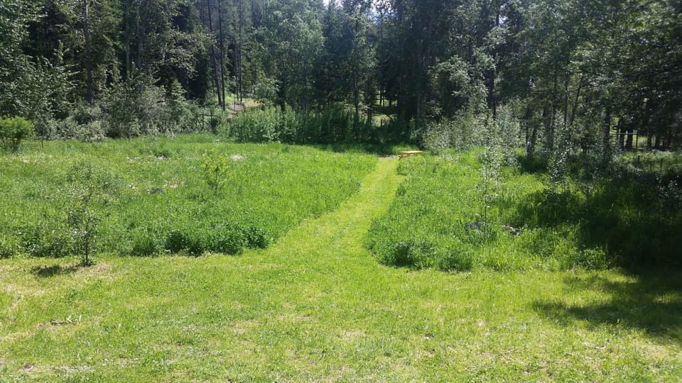 The yard down to the elk fence