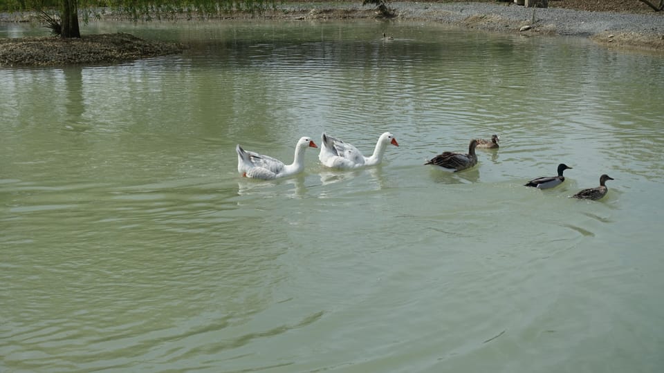 Lake