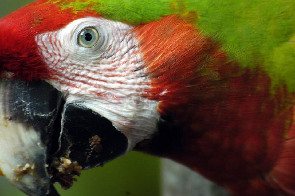 Red Macaw. Playas del Coco