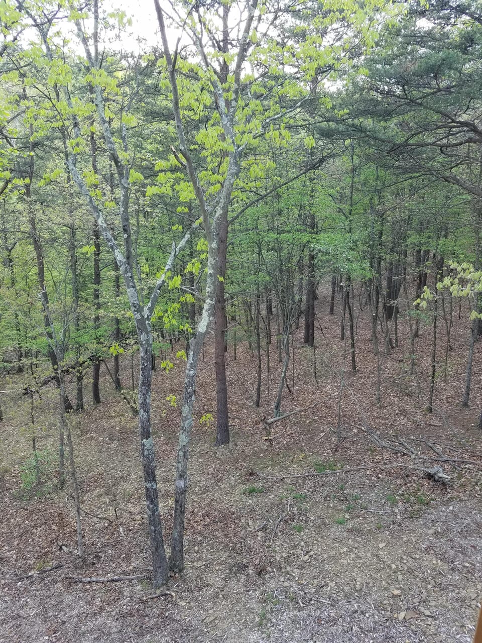Another tranquil deck view.