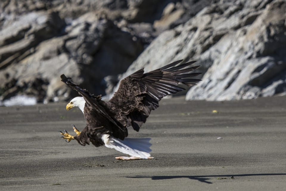Bald eagle picking up a piece of salmon on the beach, below the house.
