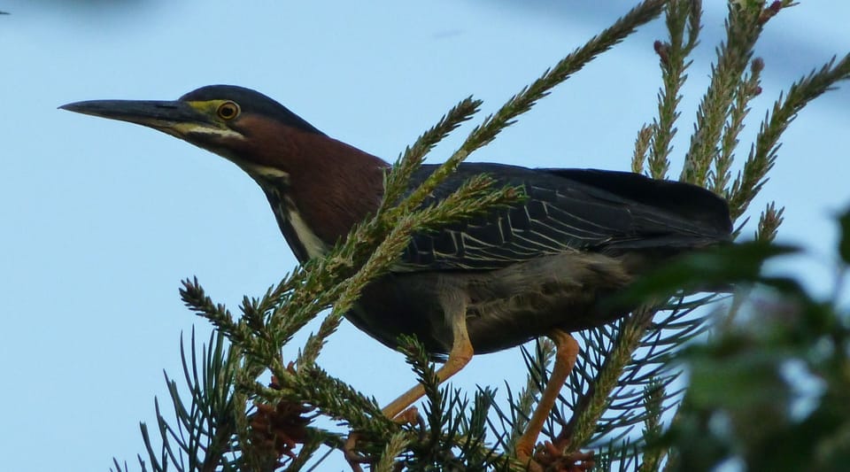 green heron, usually nests here in the spring. 
