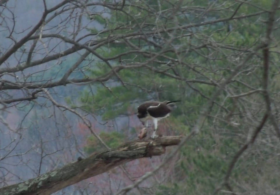 Osprey
