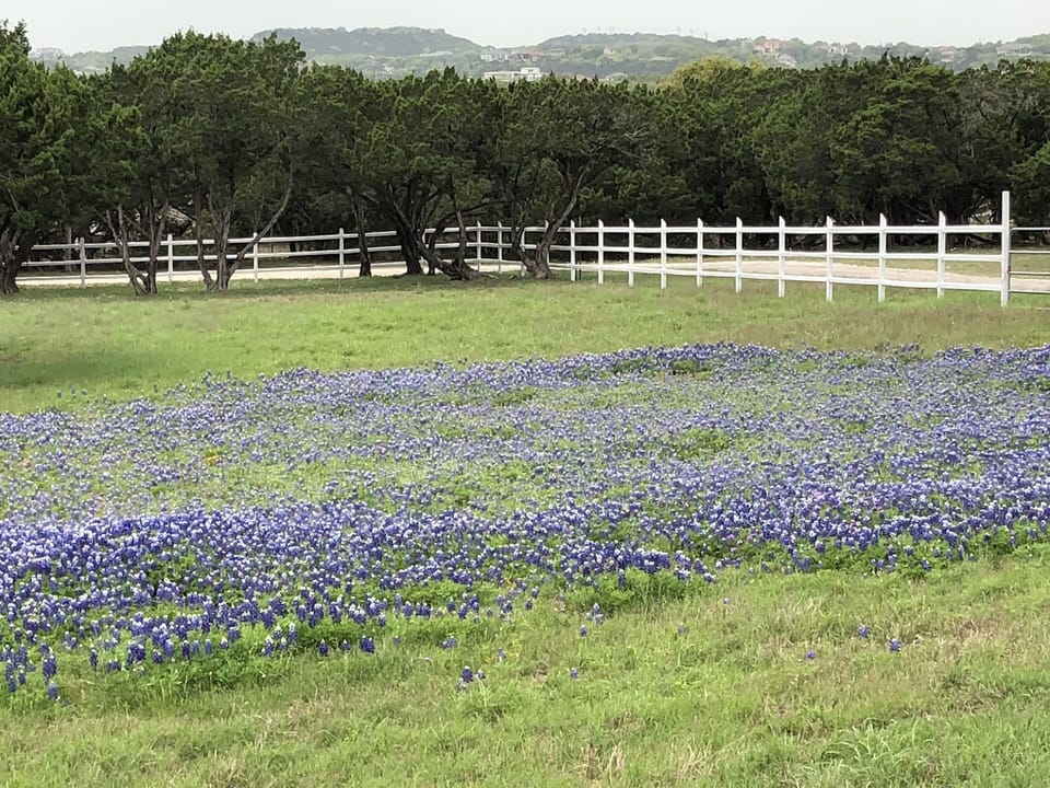 Enjoy our spring Bluebonnets as they greet guests entering the property.