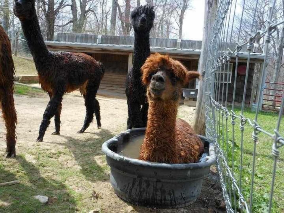 The Apple Hill Farm is just a few minutes away.