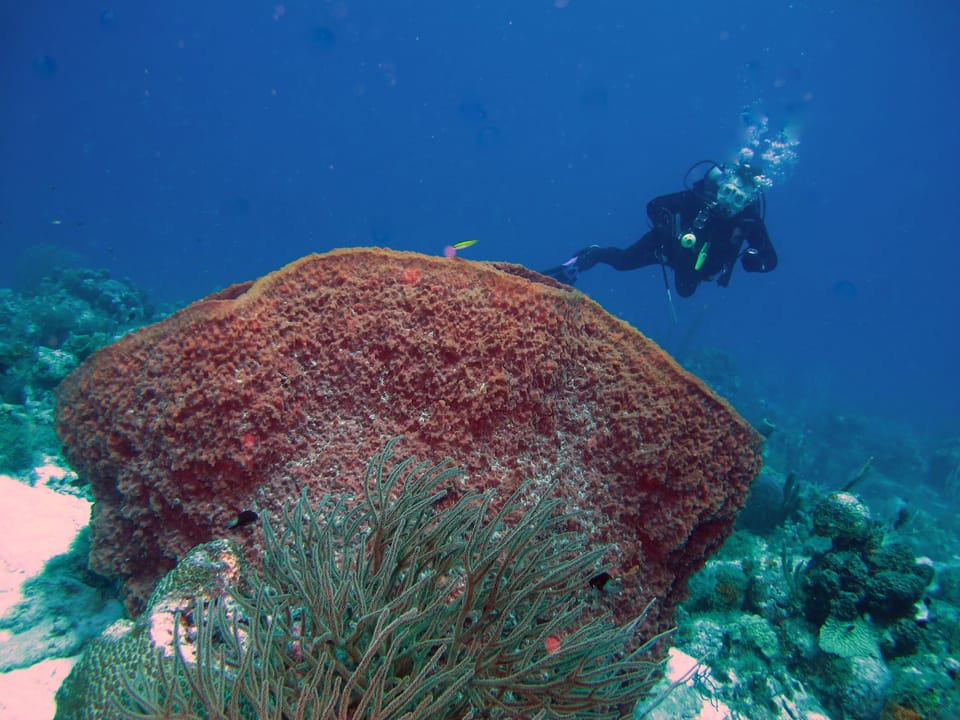 Huge sponge and diver