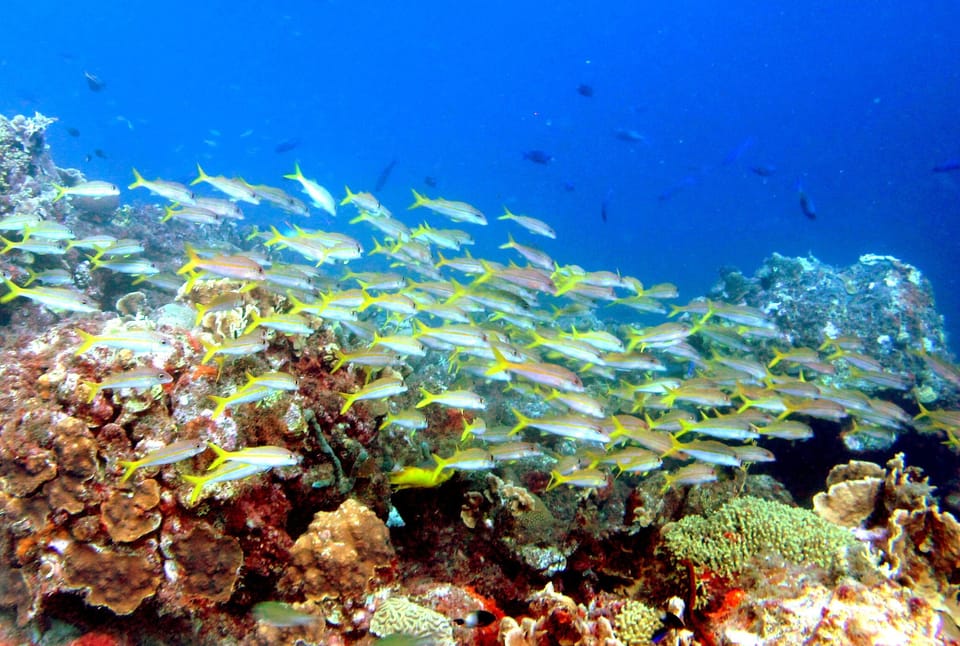 Marazul Reef and Yellowtail Snappers