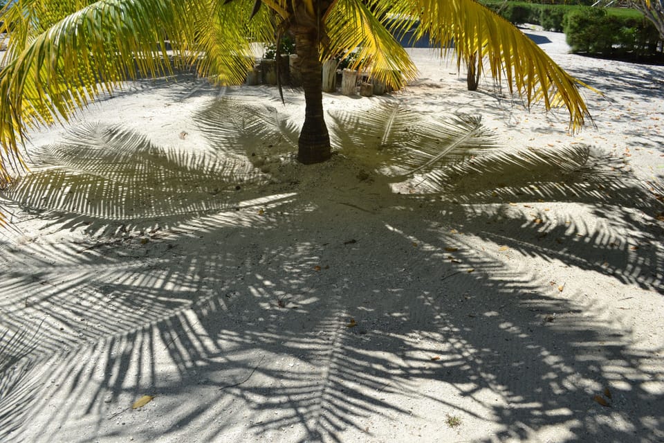We have plenty of hammocks under the palm trees of our front beach