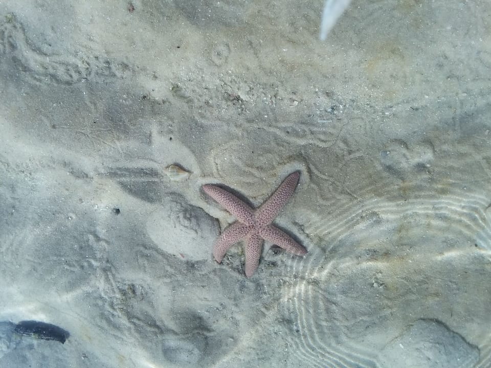 Tidepools @ Wiggins Pass. A 5 min drive.