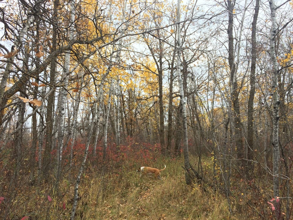 Forest paths are perfect for experiencing the beauty of the woods.
