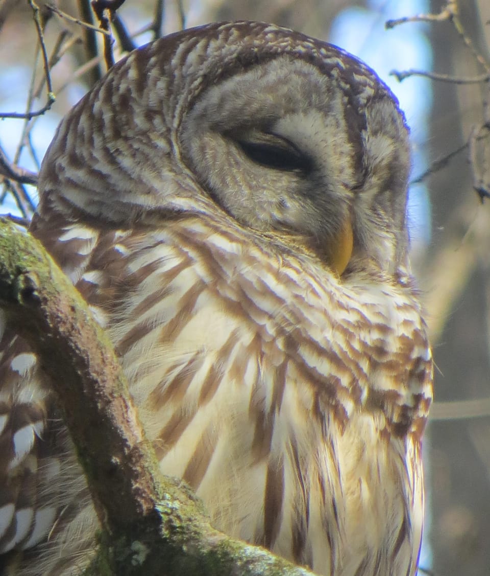 Corkscrew Swamp Sanctuary, Collier County, Florida